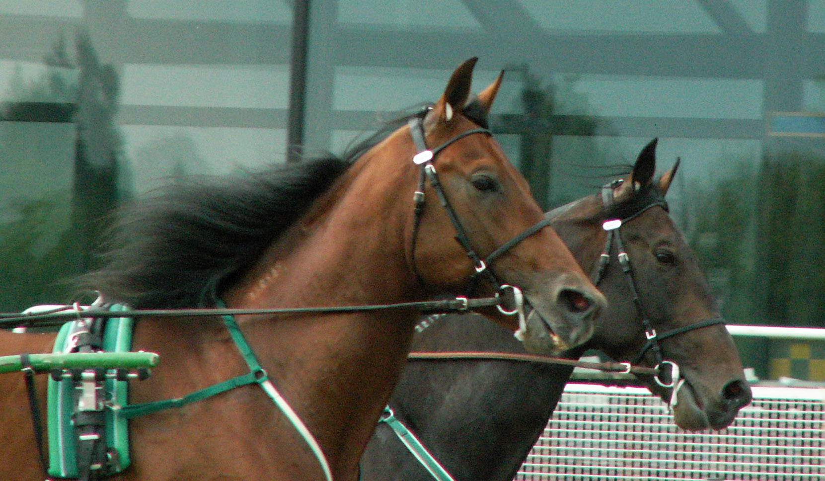 B&auml;sta kompisarna Jocose & Jaded blev b&aring;da avelshingstar. Foto: A.Lindblom